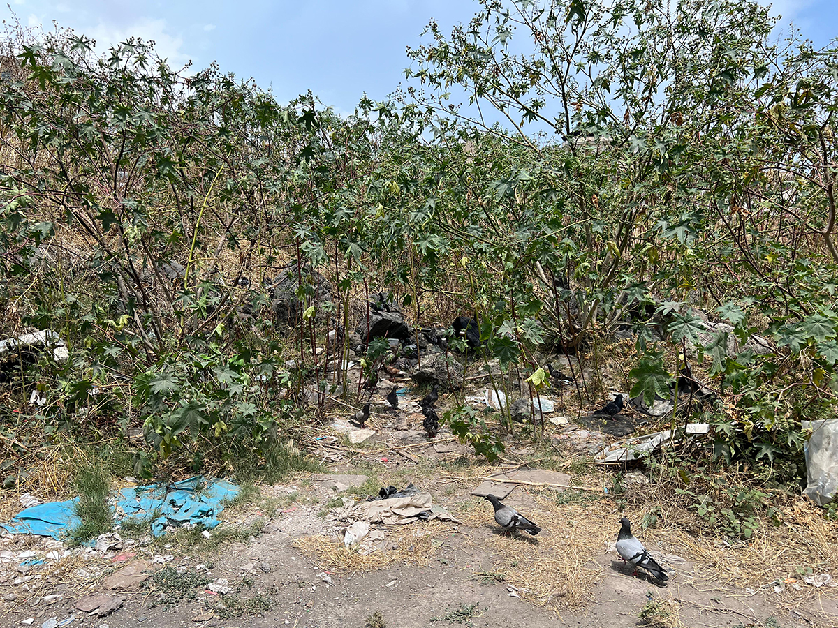 Tra Picanello e viale Vittorio Veneto quella sciara dimenticata che ora il Comune di Catania vuole riqualificare