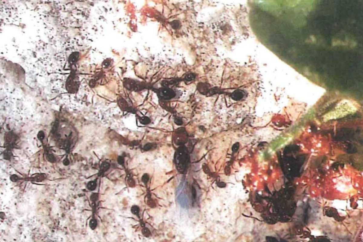 Formica del fuoco, a Siracusa l’insetto che minaccia l’Europa: il piano di comunicazione costa 138mila euro Formica del fuoco, a Siracusa l’insetto che minaccia l’Europa: il piano di comunicazione costa 138mila euro