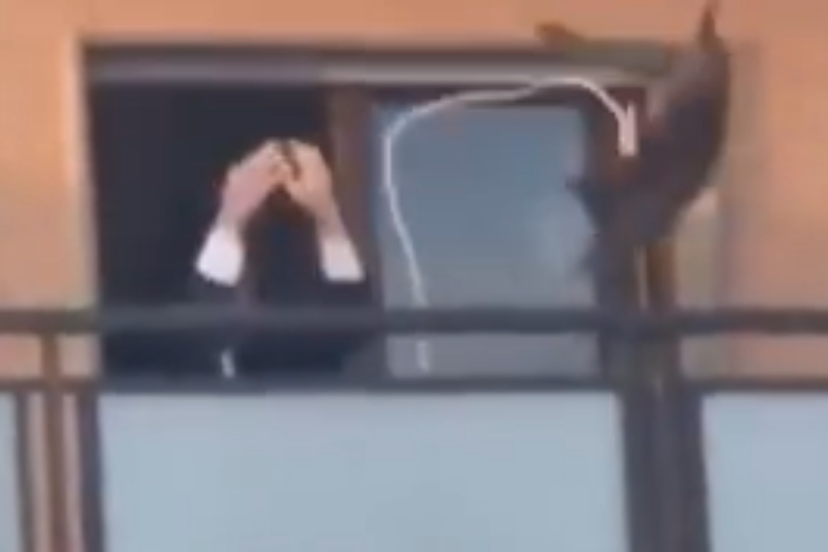 Follia in condominio, un gatto è stato legato alla ringhiera e poi lanciato dal proprietario