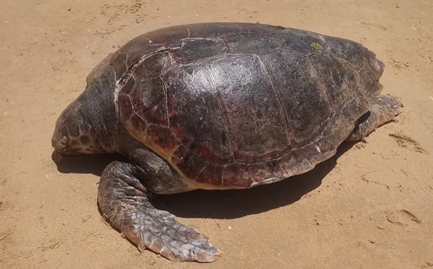 VIDEO | Tartaruga Caretta caretta trovata senza vita a Punta Piccola: fatale un’elica