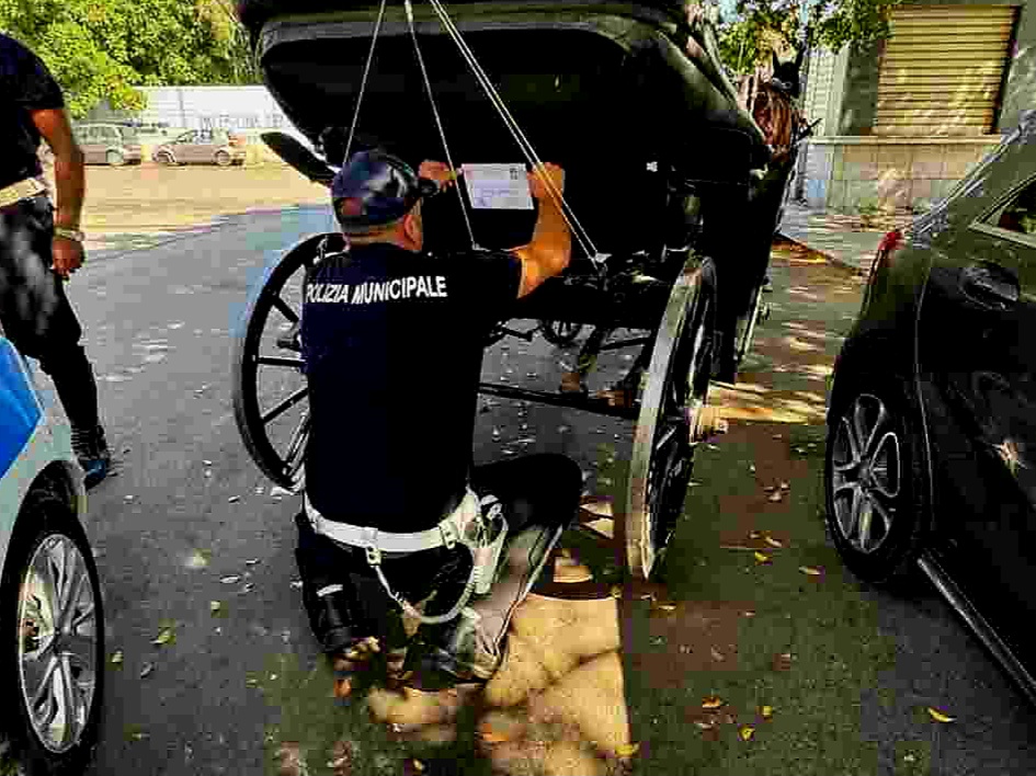 Tutela dei cavalli, controlli a Palermo: sanzionato un vetturino abusivo