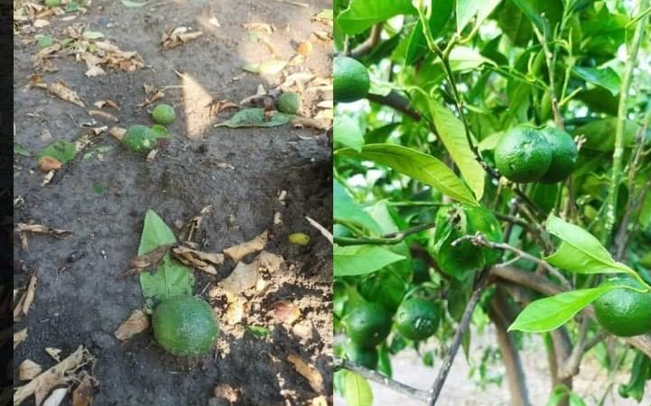 Danni all’agricoltura del Calatino: FederAgri chiede lo stato di calamità