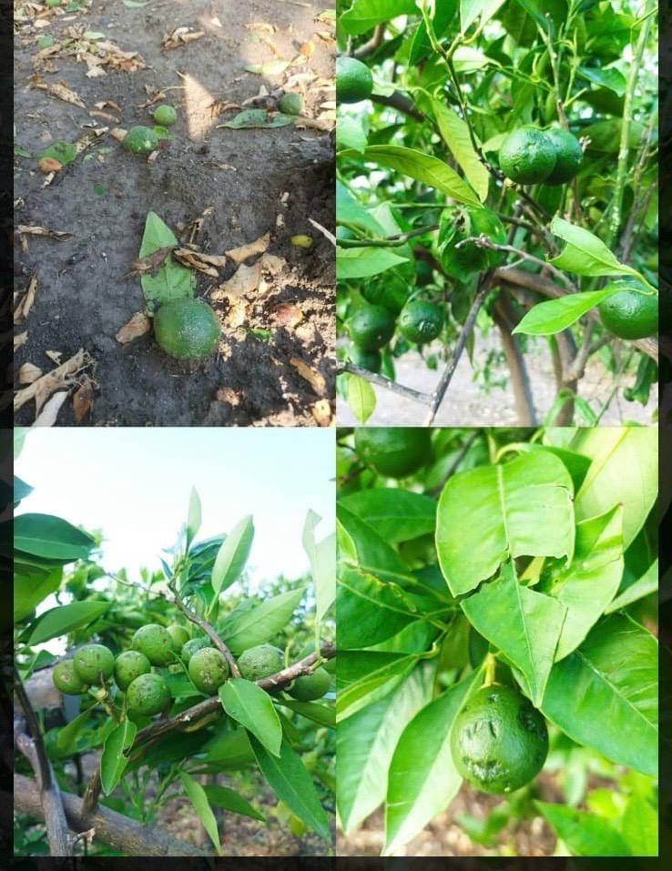 Danni all’agricoltura del Calatino: FederAgri chiede lo stato di calamità