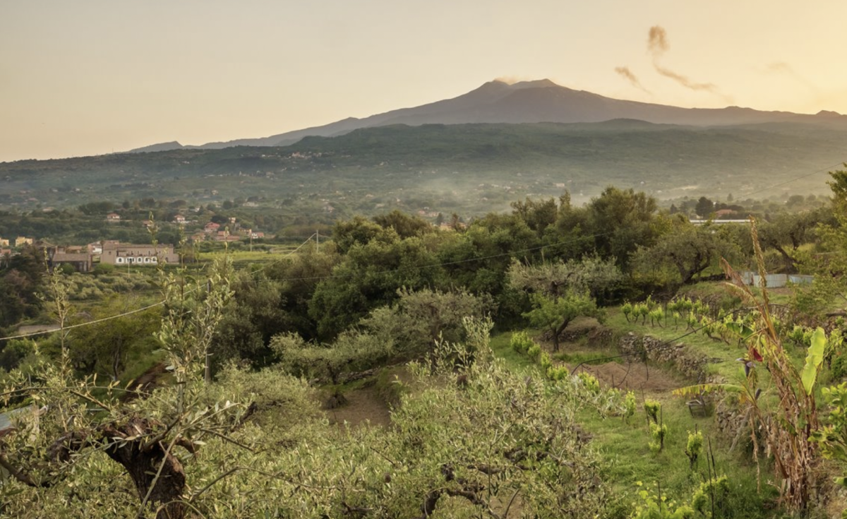 Festival itinerante tra vino, olio e cultura siciliana: ecco come partecipare