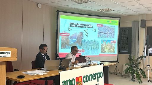 Apo Conerpo: in 2024 conferimenti ortofrutta +34%, fatturato +13%