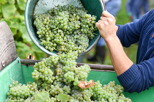 Uiv: con vendemmia normale rischio 90 mln hl in cantina e crollo prezzi