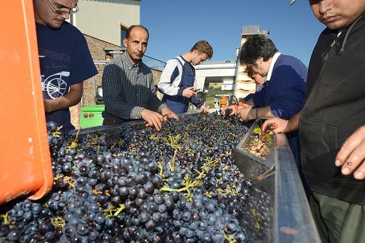 Vino, Equalitas: sostenibilità filiera parte dal benessere sul lavoro