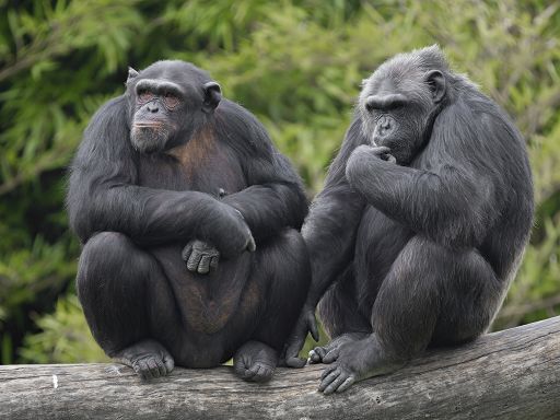 Dieci chili vecchi smartphone per salvare gli scimpanzé