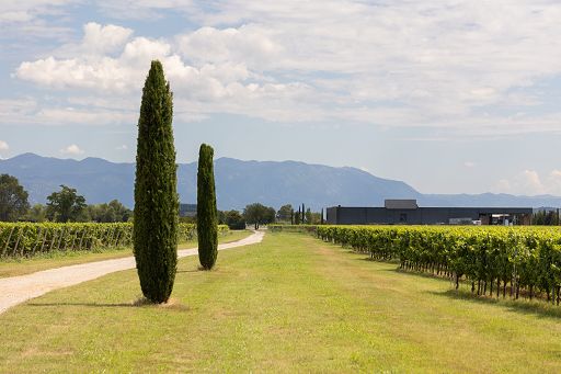 Vino, i bianchi di Cantina Puiatti raccontano l’estate in FVG