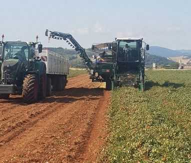 Al via nel piacentino raccolta pomodoro da industria