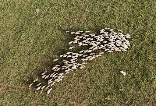 R. Abruzzo: lingua blu, al lavoro per misure ristoro zootecnia