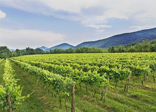 Vino, a Casertavecchia primo incontro su zonazione dell’Alta Campania