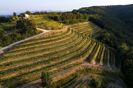 La Ponca, vini salini e identitari nati nel cuore del Collio