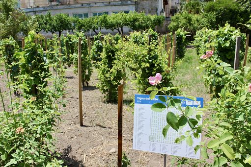 La Vigna del Gallo: viticoltura siciliana nel cuore verde di Palermo