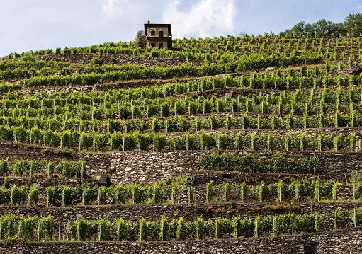 Dal 6 all’8 settembre a Sondrio debutta “ViVa, Vini Valtellina”