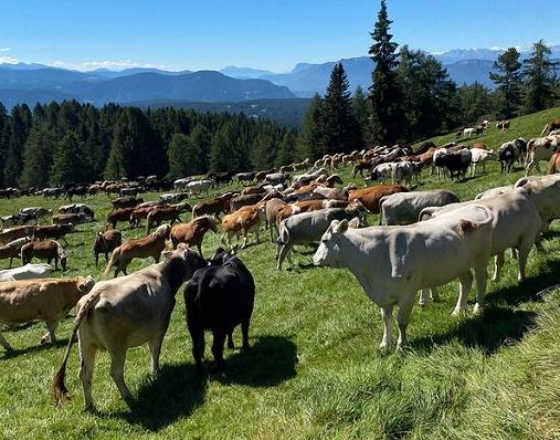 In Alto Adige si celebra la transumanza sul Corno del Renon