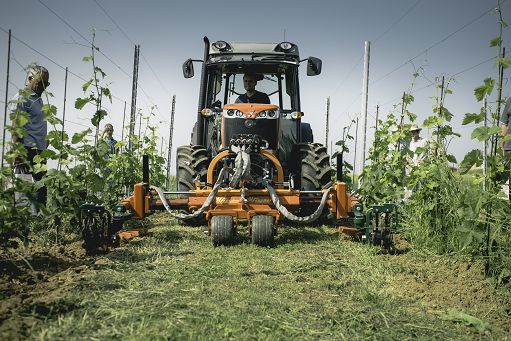 Vino, “Vite in Campo 2025” chiude con 1.500 presenze a Susegana