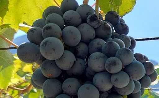 Cirò Classico Dop: il vino calabrese registrato ufficialmente nella Ue