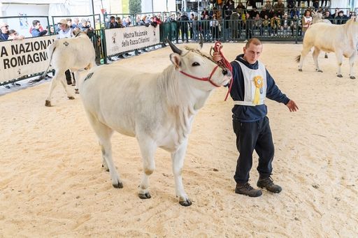 Aia: bene ColtivaItalia su risorse zootecnia, può essere volano