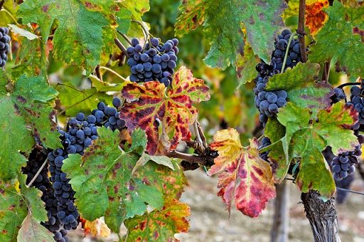 Riconosciuto Cirò Classico Dop,Lollobrigida: Italia leader qualità