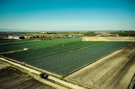 Polo ortofrutta tra Lazio e Puglia: 10 mln per rilancio industria surgelato