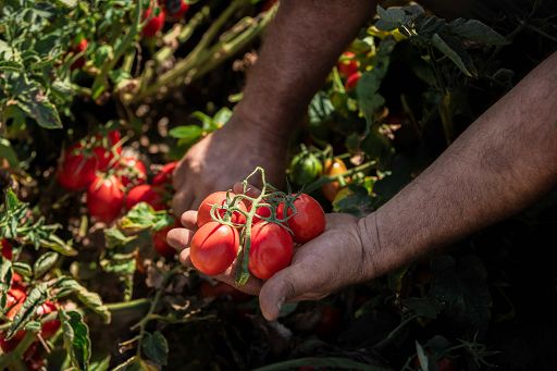 Petti: al via campagna raccolta, attesa lavorazione 100mila ton pomodoro