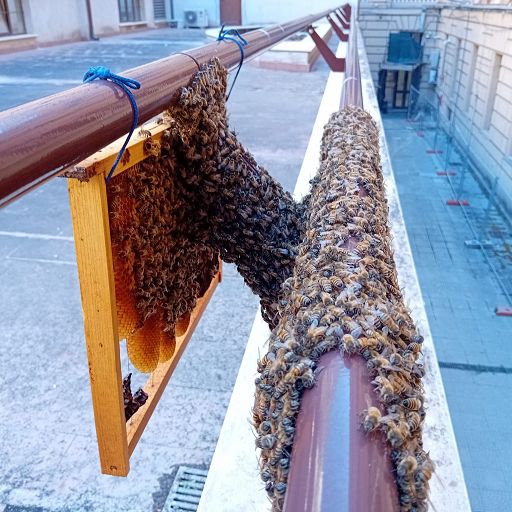 Roma, sciame di 20mila api si posa al Mef, intervengono apicoltori