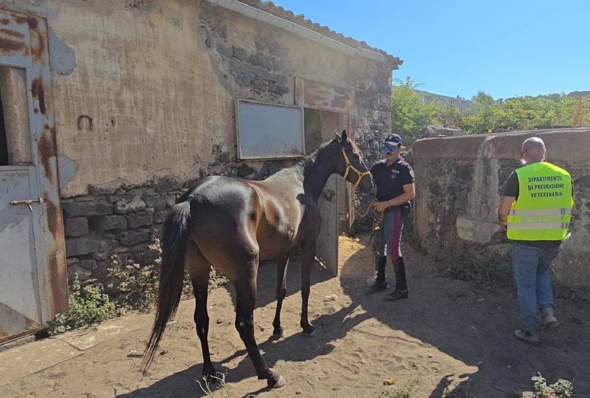 Cavalli custoditi illegalmente a Catania, blitz della Polizia: ecco dove