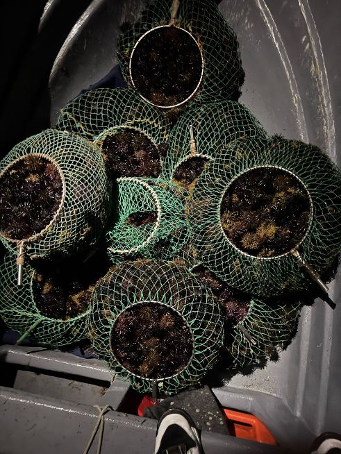 Beccati durante pesca di frodo in area protetta: denunciati due palermitani