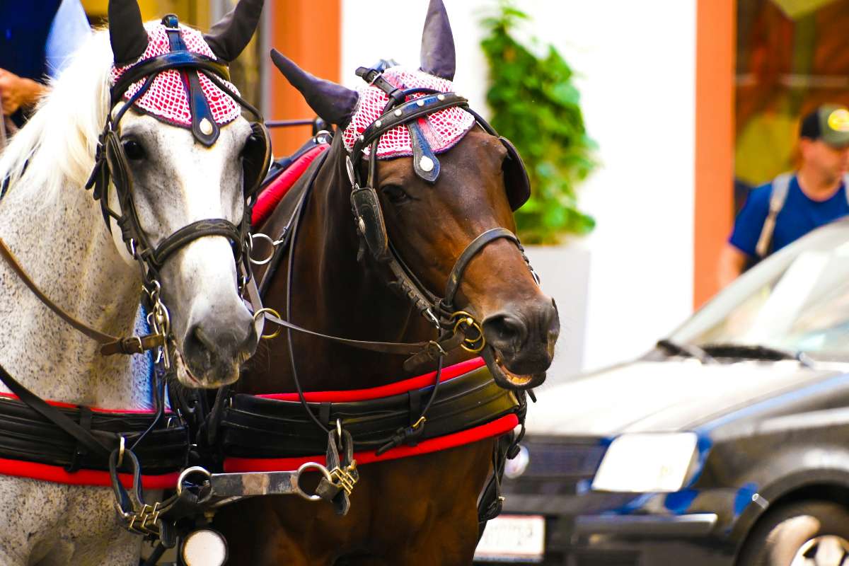 Allerta rossa per il caldo a Palermo, si corre ai ripari: stop alle carrozze trainate da cavalli