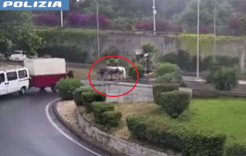 VIDEO | Dramma a Catania: morto il cavallo ferito durante allenamento per corsa clandestina, denunciato il proprietario