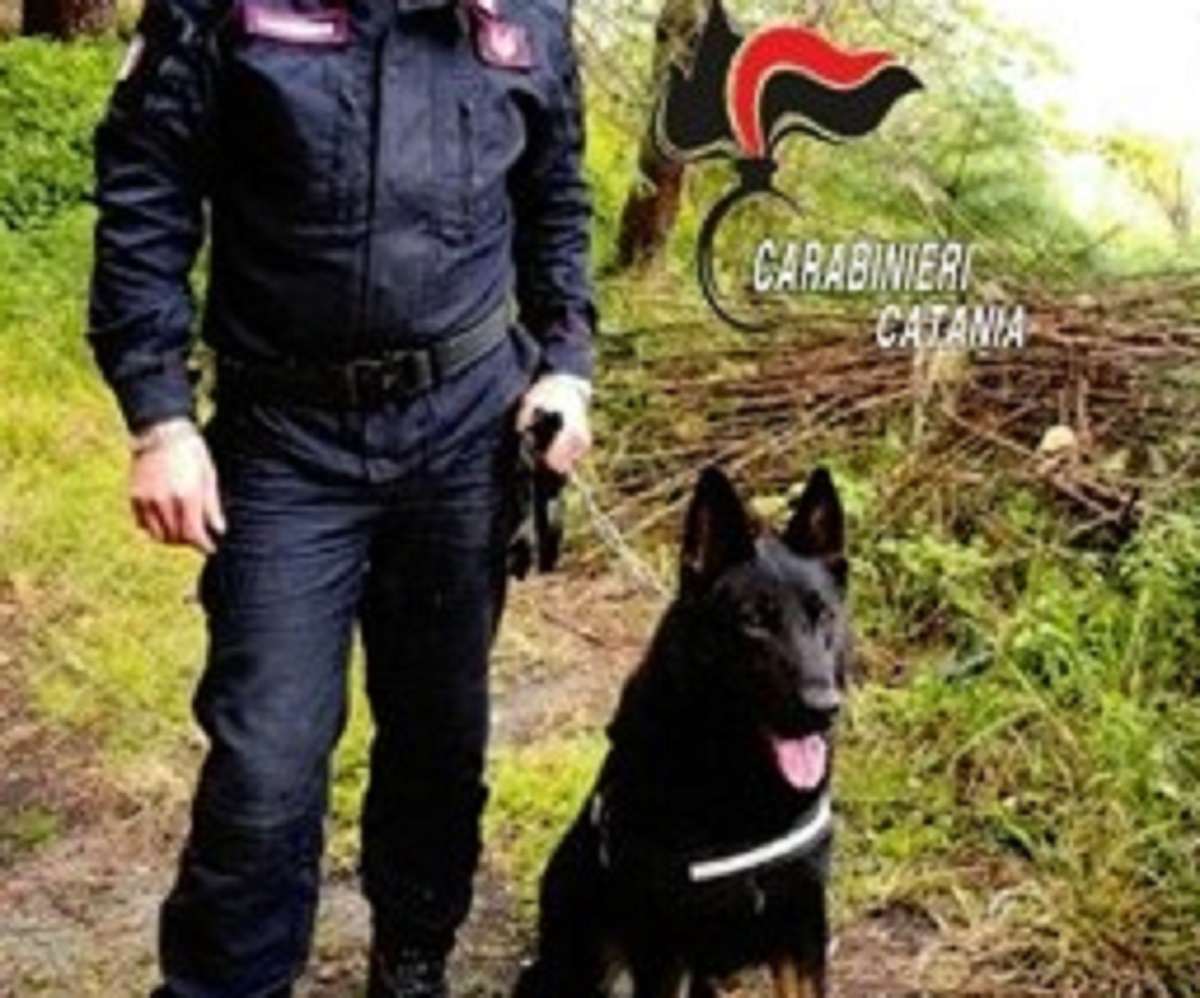 Addio ad Auro, il pastore tedesco eroe dei Carabinieri di Nicolosi: per 8 anni al fianco della giustizia