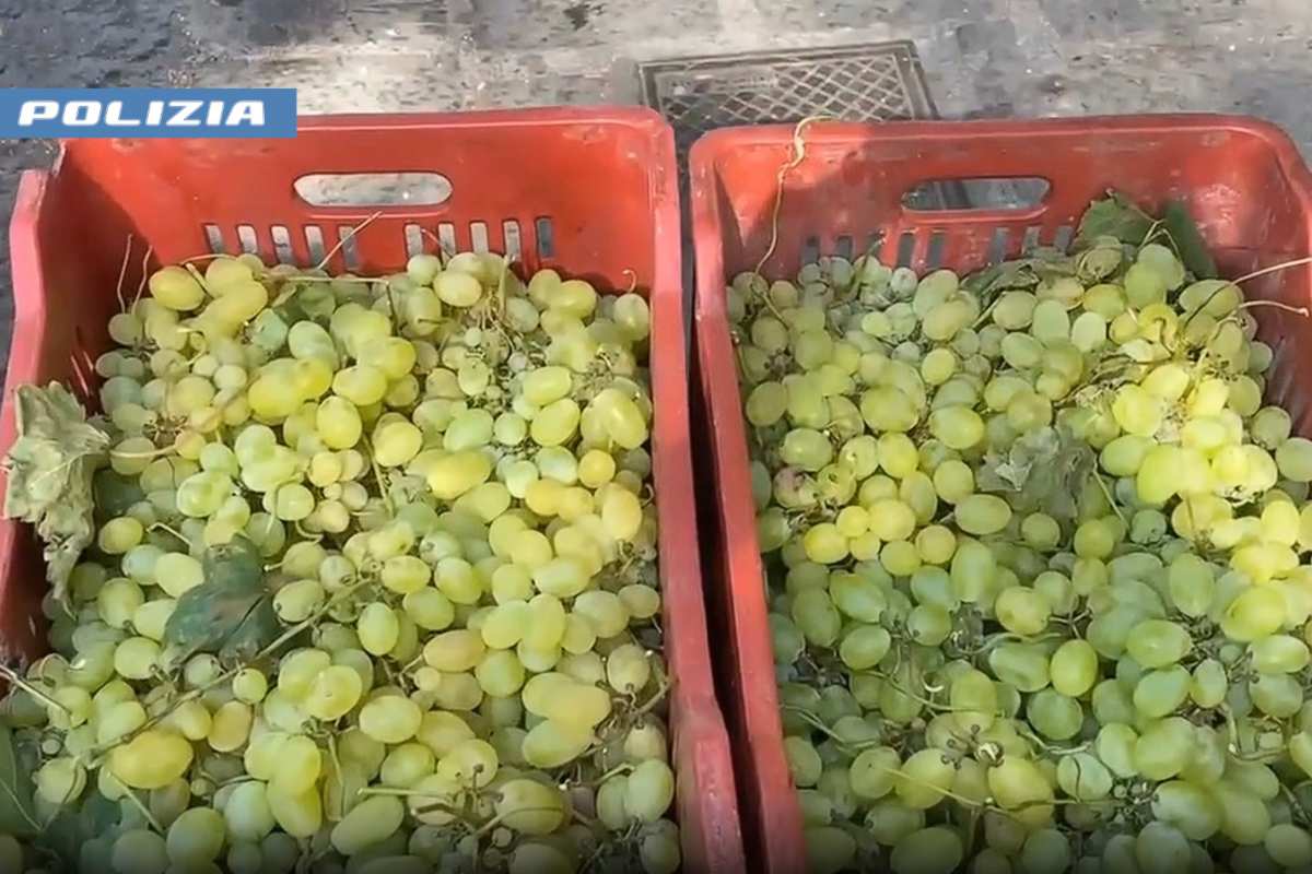 VIDEO | Maxi sequestro di 420 kg di uva priva di tracciabilità nel Catanese
