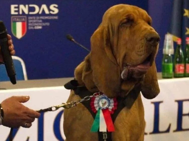 Bruno, cane eroe ucciso con boccone pieno di chiodi: anche la Meloni lo ricorda