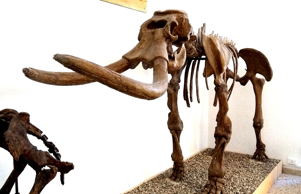 Evoluzione e ciclo della vita protagonisti nel Museo di Storia Naturale di Comiso