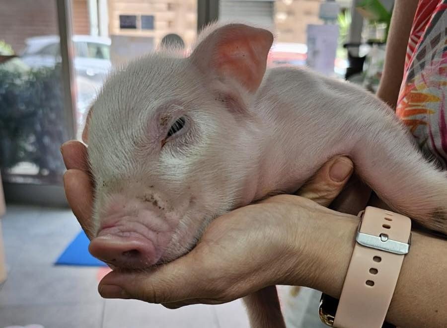 Un viaggio in Sicilia per salvare un maialino scampato all’inferno: l’intervento dell’attivista