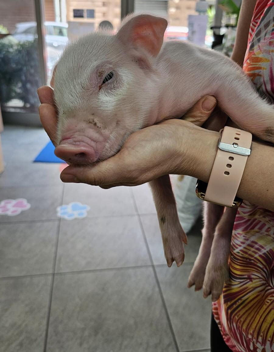 Un viaggio in Sicilia per salvare un maialino scampato all’inferno: l’intervento dell’attivista