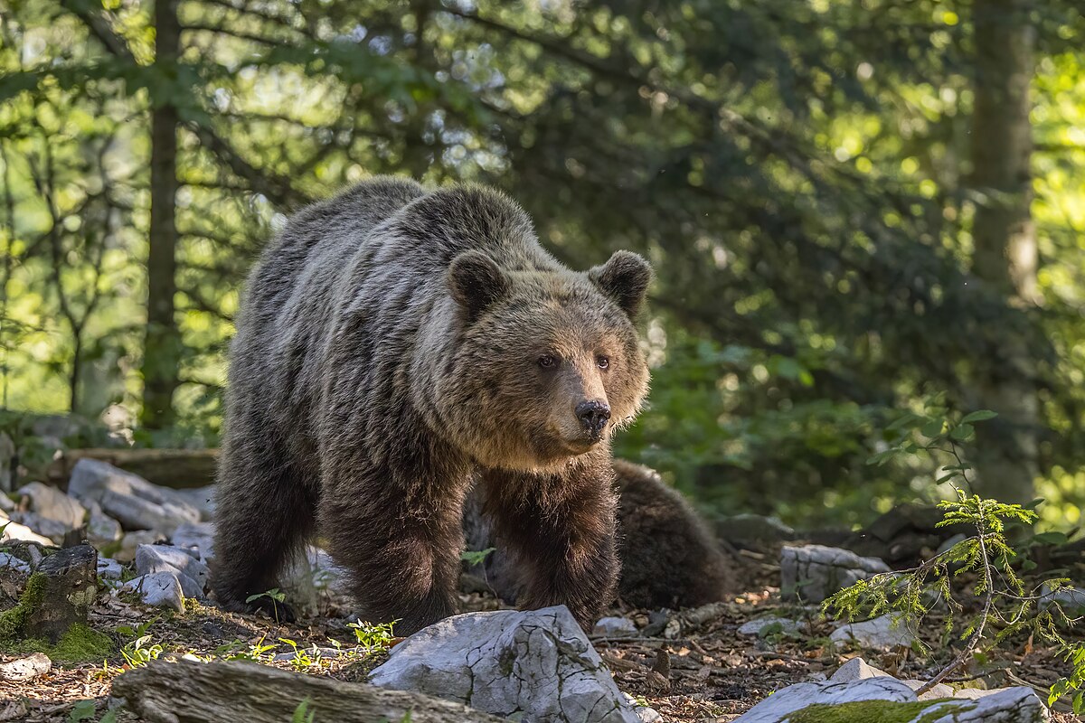Si ferma per fare una foto e viene aggredito e ucciso da un orso, l’incredibile tragedia