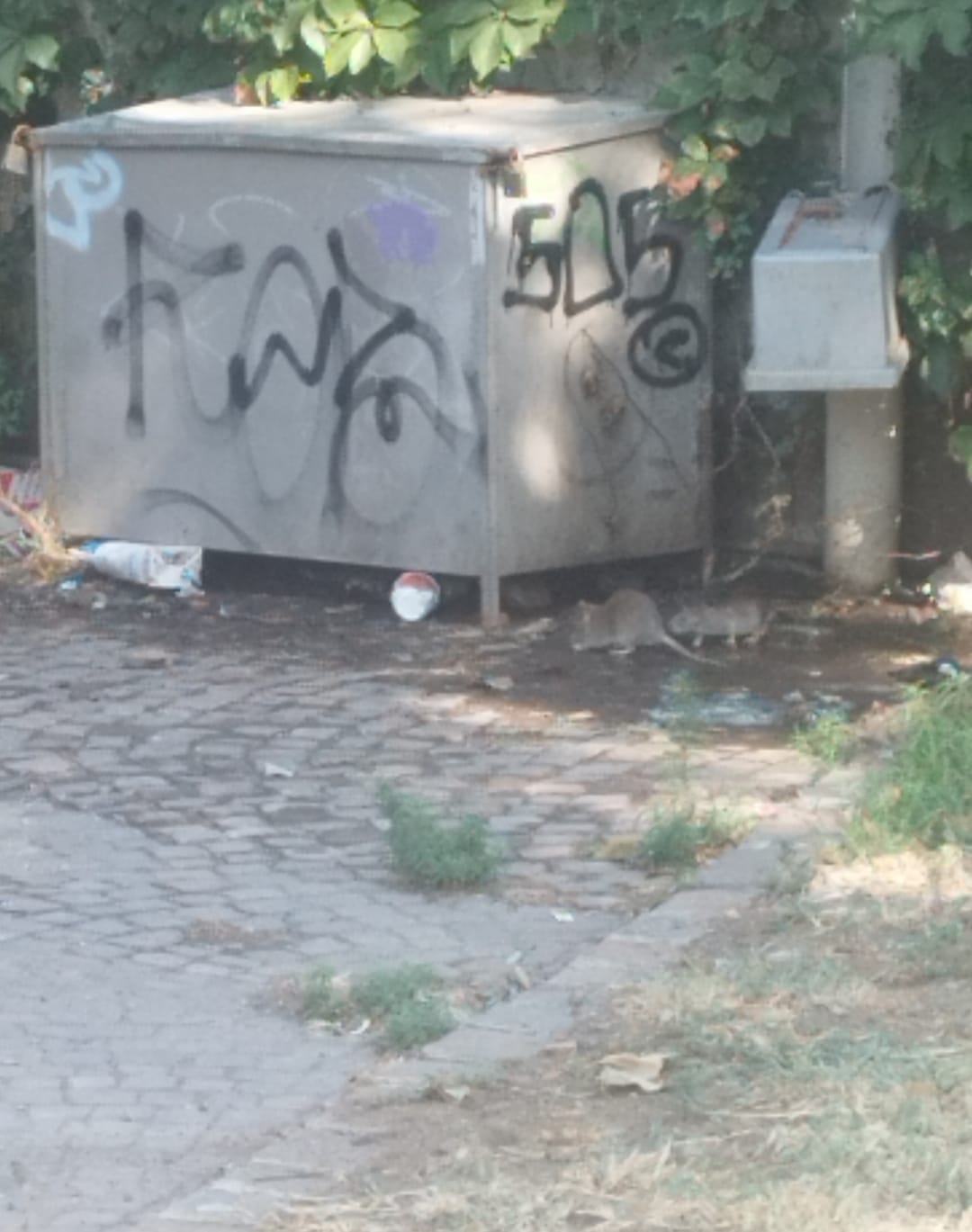 ALLARME IGIENICO-SANITARIO A CATANIA: “TOPI A PIAZZA DELLA REPUBBLICA, GRAVE EMERGENZA NEL SALOTTO DELLA CITTÀ”