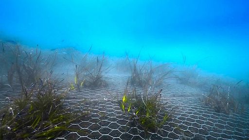 Green Sea Project, alle Cinque Terre completato il trapianto di Poseidonia oceanica