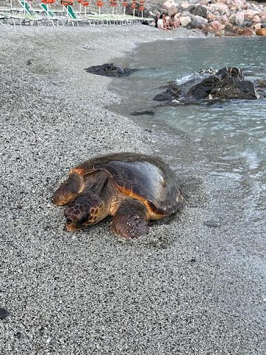Tartaruga marina approda alle Cinque Terre, possibile nidificazione a Monterosso