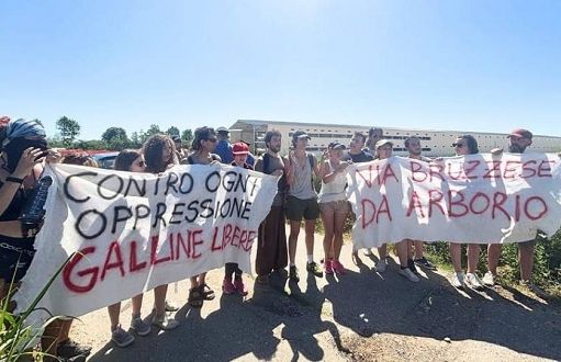Animalisti contro maxi allevamento di galline ovaiole nel Vercellese