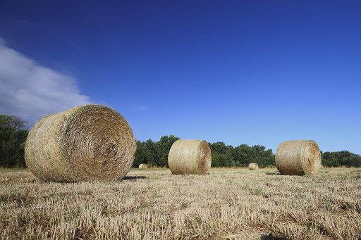 Bper: in 2024 valore aggiunto agricoltura +9% a 44 mld, Italia leader in Ue