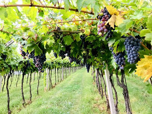 Vino, Mimit nomina Luigi Zingone commissario di Terre d’Oltrepò
