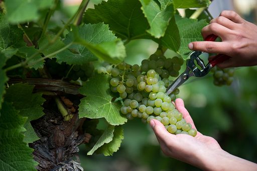 Vino, Trittico Veneto stima vendemmia da 14 mln di q., +3-5% sul 2024