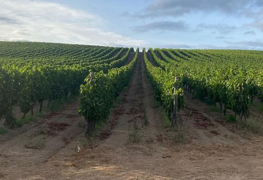 Vinodabere: 98 “Standing Ovation” nella guida ai migliori vini sardi 2026