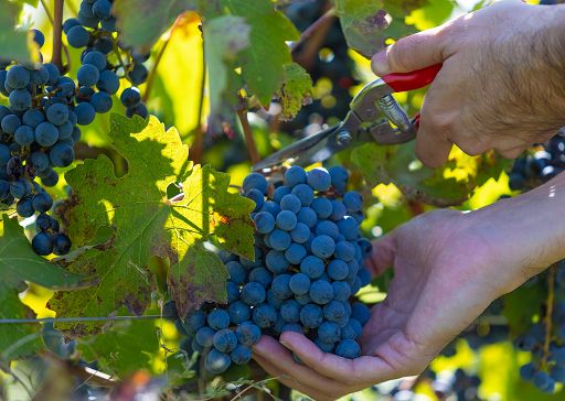 Vino, Buglioni: vendemmia aperta al pubblico nei vigneti in Valpolicella