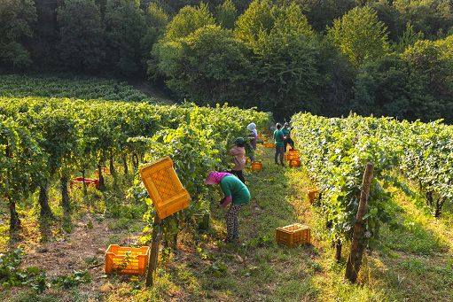 Vino, vendemmia in Franciacorta: qualità e quantità promettenti