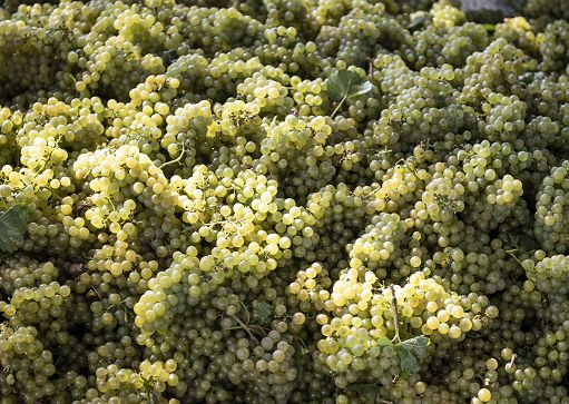 Vino, la vendemmia in Alto Adige inizia in anticipo a fine di agosto