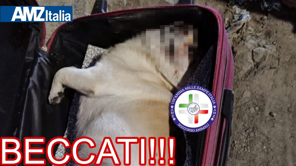 Messina, orrore nella valigia rossa: identificati e denunciati i responsabili della morte del cane